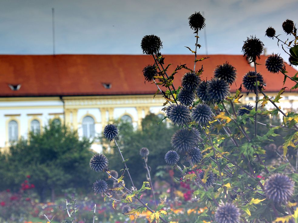 Schloss Dachau im Herbst, leichter Nebel und silberne Disteln im Vordergrund